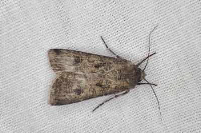 <i>Agrotis segetum</i>