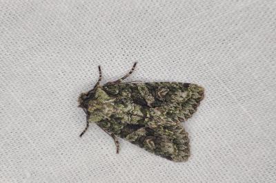 <i>Dryobotodes eremita</i>