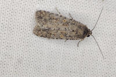 <i>Spodoptera exigua</i>