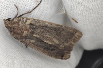 <i>Noctua pronuba</i>