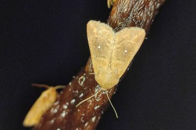 <i>Mythimna albipuncta</i>