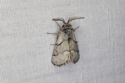 <i>Trichiura crataegi</i>