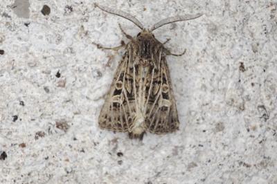 <i>Tholera decimalis</i>