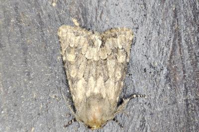 <i>Luperina testacea</i>