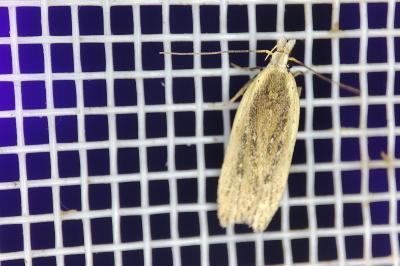 <i>Nothris congressariella</i>