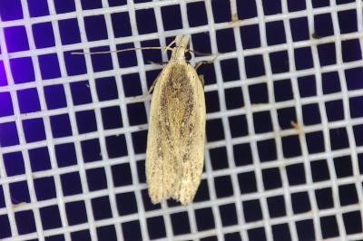 <i>Nothris congressariella</i>