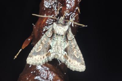 <i>Allophyes oxyacanthae</i>