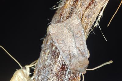 <i>Conistra ligula</i>