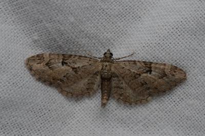 <i>Eupithecia pusillata</i>