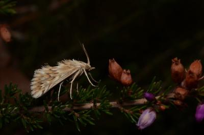 <i>Cynaeda dentalis</i>