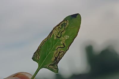 <i>Stigmella freyella</i>