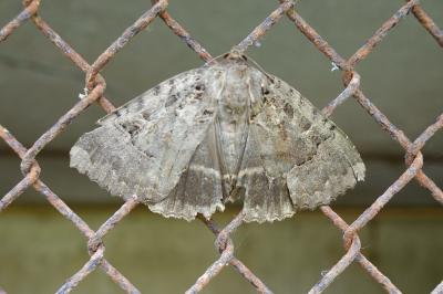 <i>Mormo maura</i>