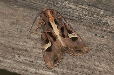 <i>Trigonophora flammea</i>