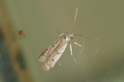 <i>Phycitodes binaevella</i>