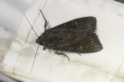 <i>Aporophyla nigra</i>