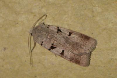 <i>Eugnorisma glareosa</i>