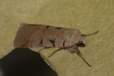 <i>Eugnorisma glareosa</i>