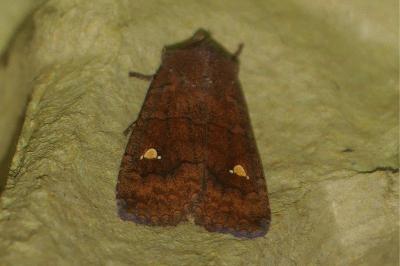 <i>Eupsilia transversa</i>