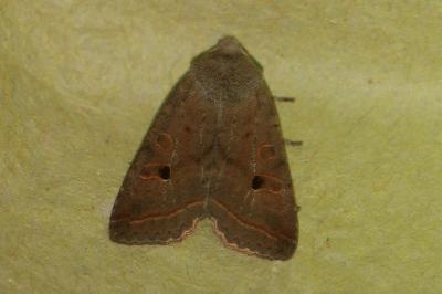 <i>Leptologia lota</i>