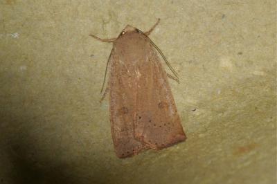 <i>Noctua comes</i>