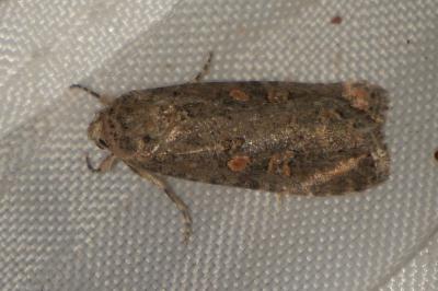 <i>Spodoptera exigua</i>