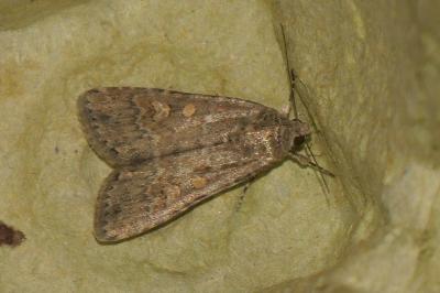 <i>Spodoptera exigua</i>