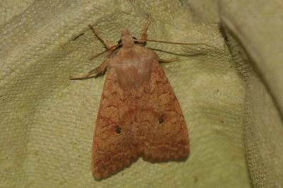 <i>Sunira circellaris</i>