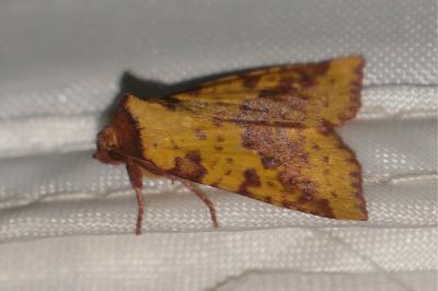<i>Xanthia togata</i>