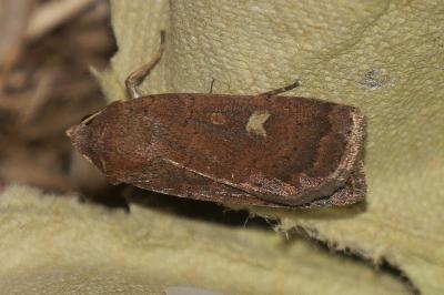<i>Xestia xanthographa</i>