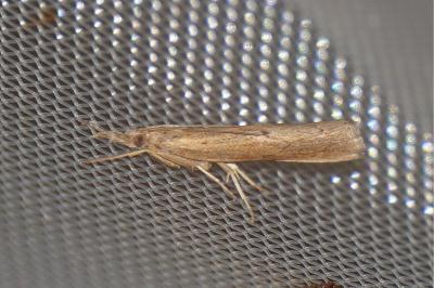 <i>Pediasia contaminella</i>