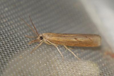 <i>Pediasia contaminella</i>