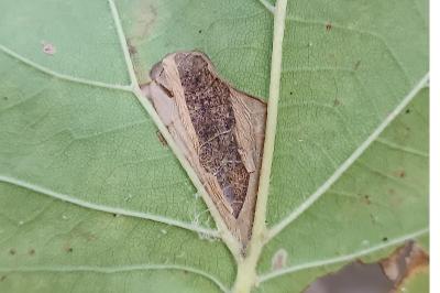 <i>Phyllonorycter platani</i>