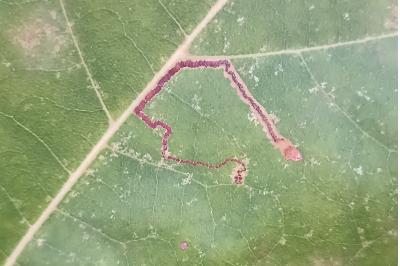<i>Acalyptris platani</i>
