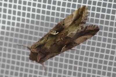 <i>Autographa gamma</i>