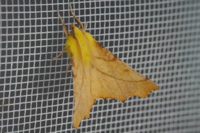 <i>Ennomos alniaria</i>