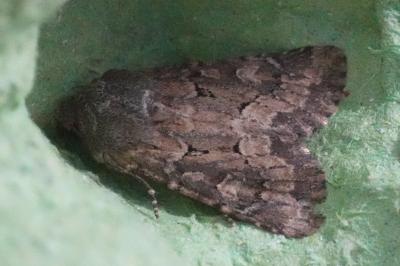<i>Luperina testacea</i>