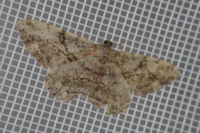<i>Peribatodes rhomboidaria</i>