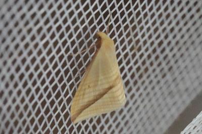 <i>Rhodometra sacraria</i>