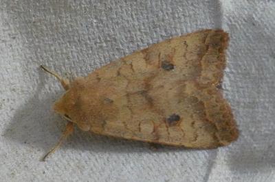 <i>Sunira circellaris</i>