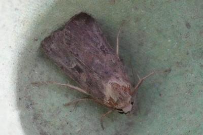 <i>Xestia xanthographa</i>