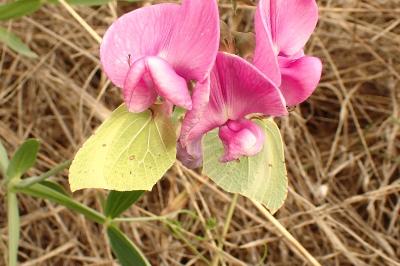 <i>Gonepteryx rhamni</i>
