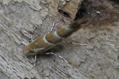 <i>Cameraria ohridella</i>