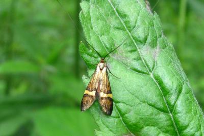 <i>Nemophora degeerella</i>