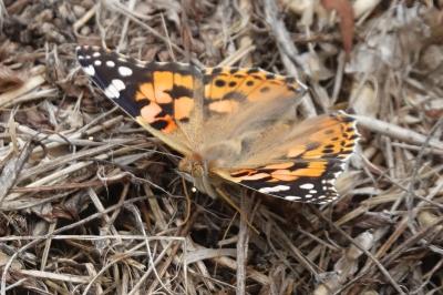 <i>Vanessa cardui</i>