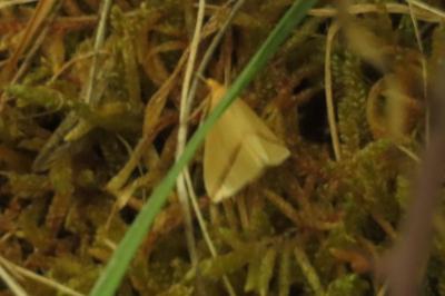 <i>Rhodometra sacraria</i>