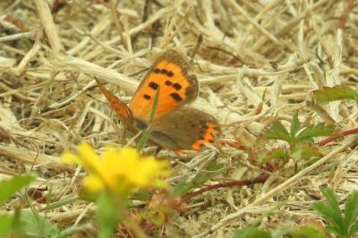 <i>Lycaena phlaeas</i>