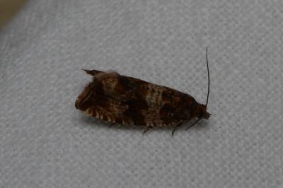 <i>Celypha cespitana</i>