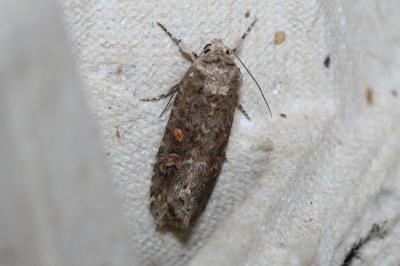 <i>Spodoptera exigua</i>