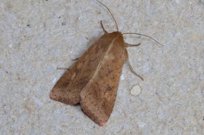 <i>Helicoverpa armigera</i>