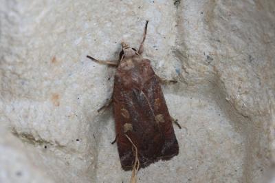 <i>Xestia xanthographa</i>